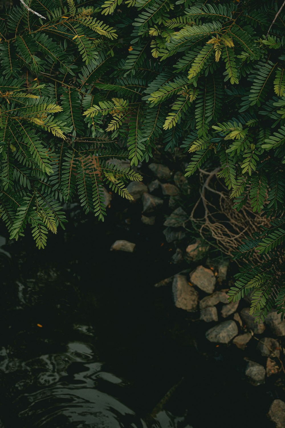 a close up of a tree near a body of water