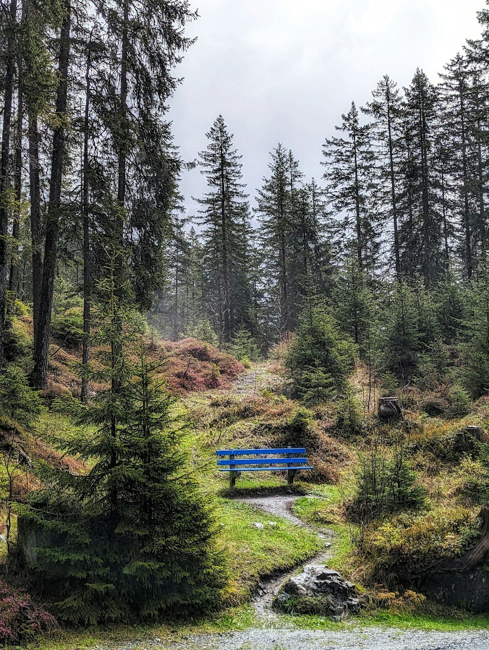 a blue bench sitting in the middle of a forest