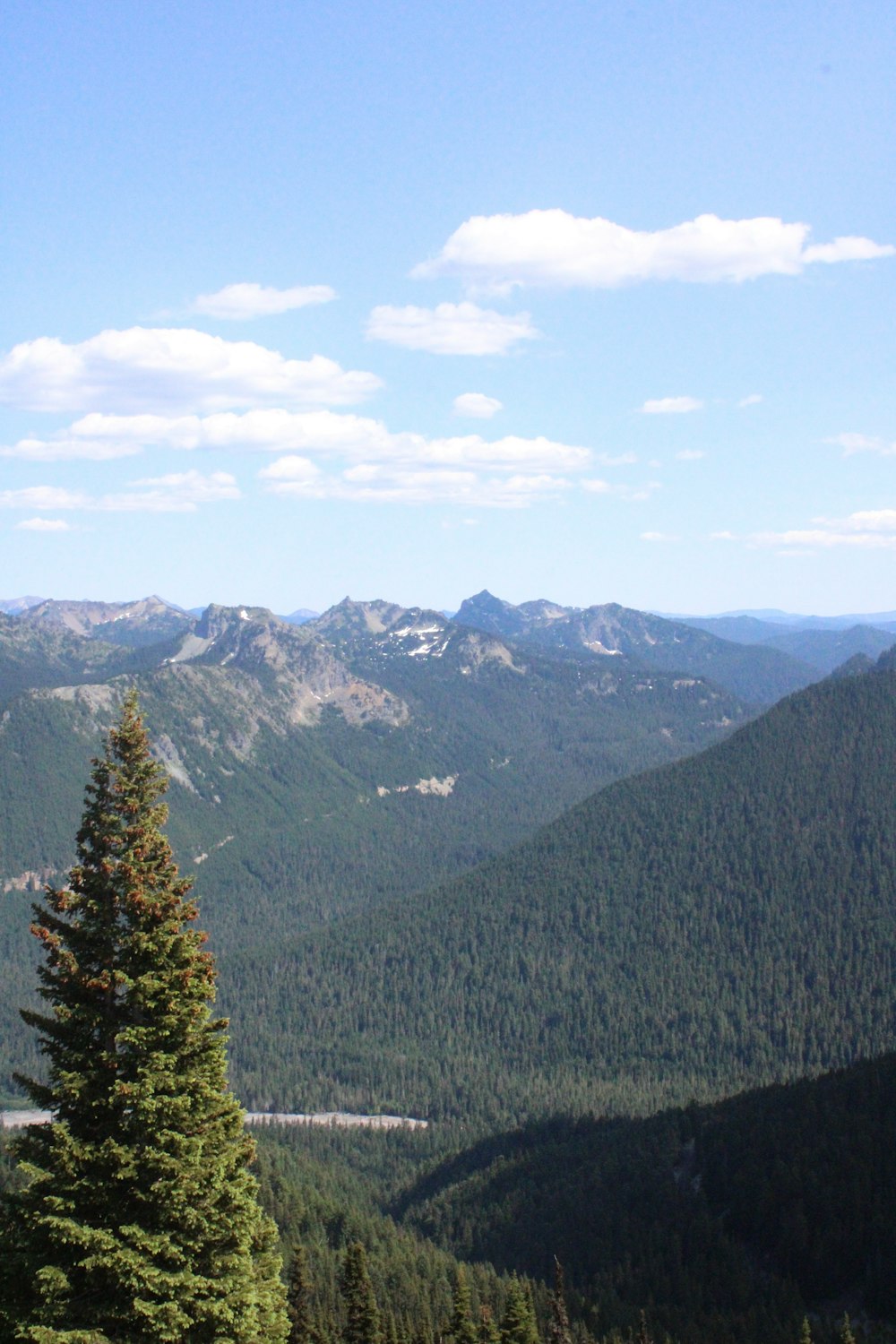 a view of a mountain range with a pine tree in the foreground