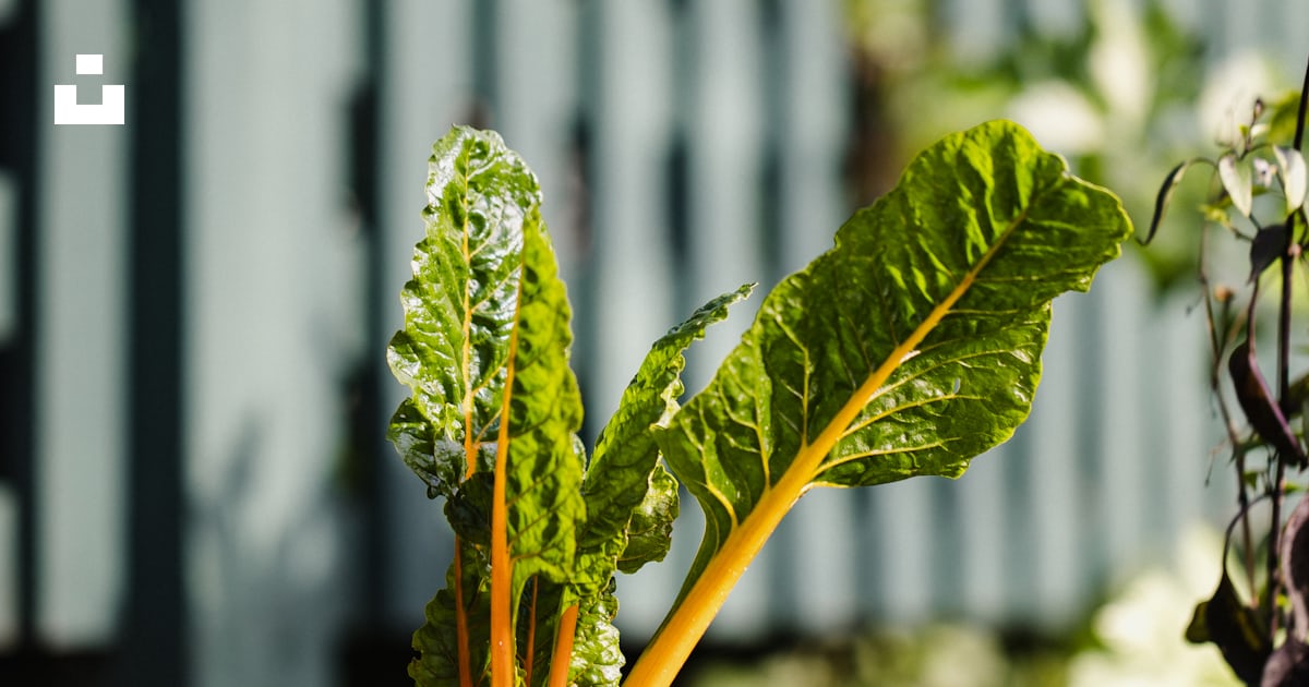 A green leafy plant is growing in the dirt photo β Free Soil Image on ...