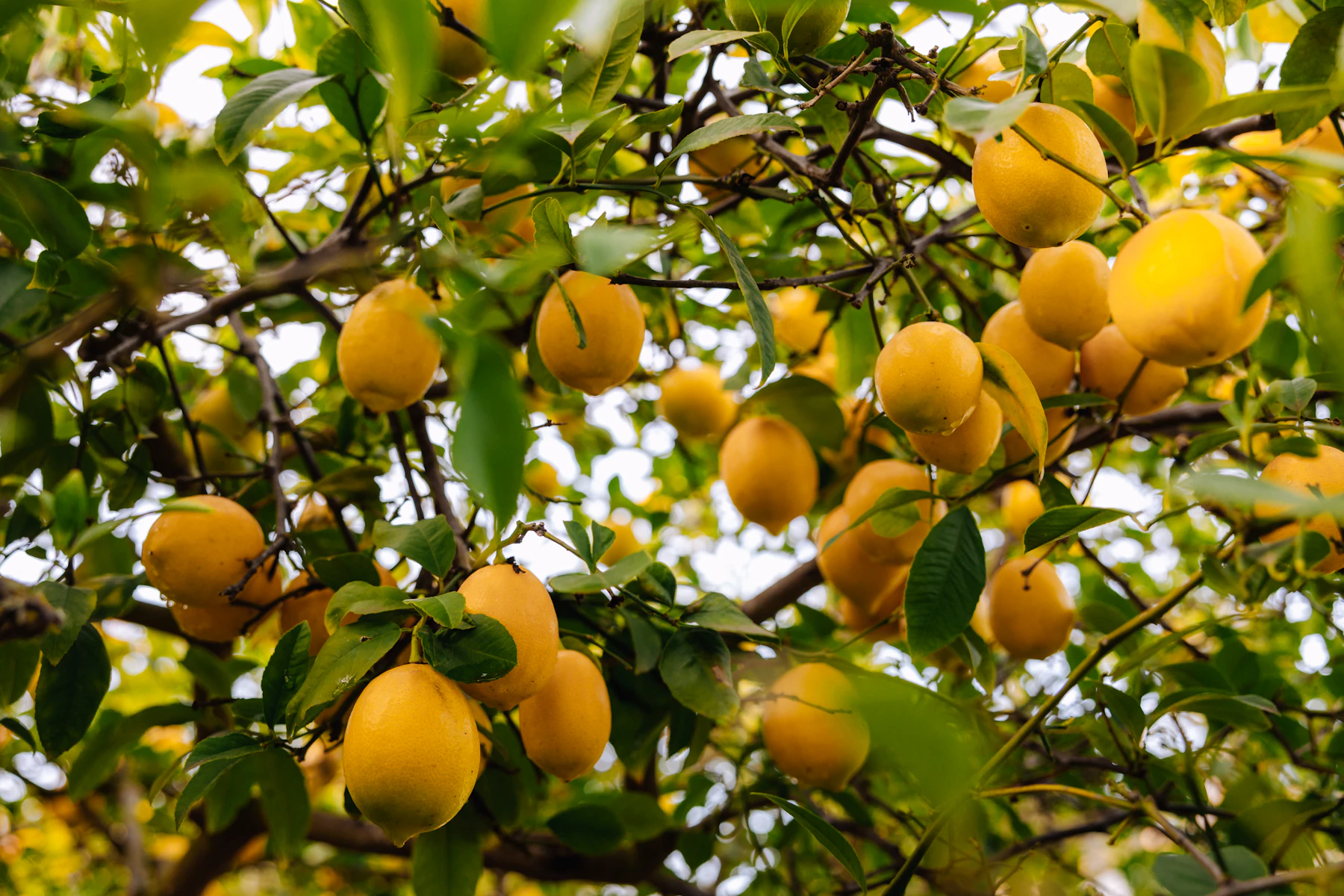 mature lemon tree covered with ripe yellow lemons and green leaves