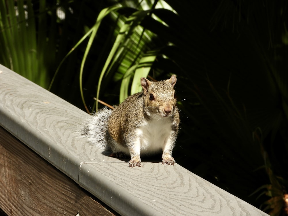 ein kleines Eichhörnchen, das auf einem Holzzaun sitzt