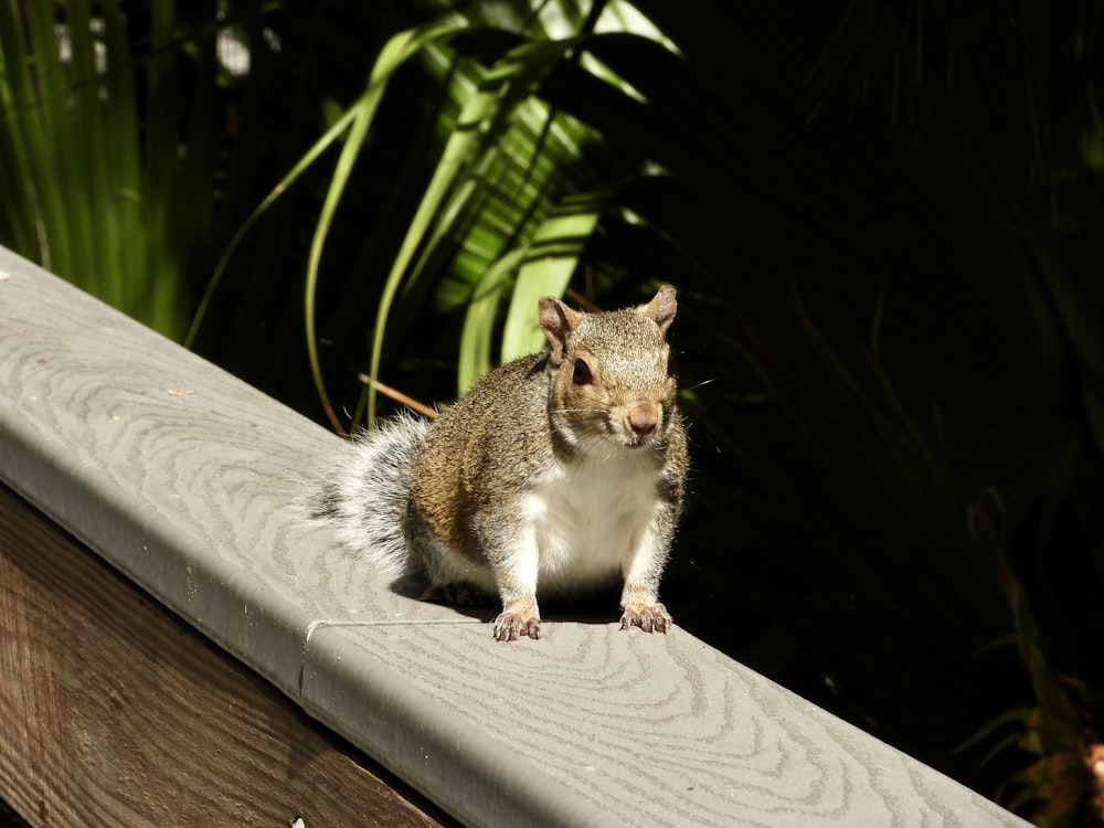 a small squirrel sitting on top of a wooden fence