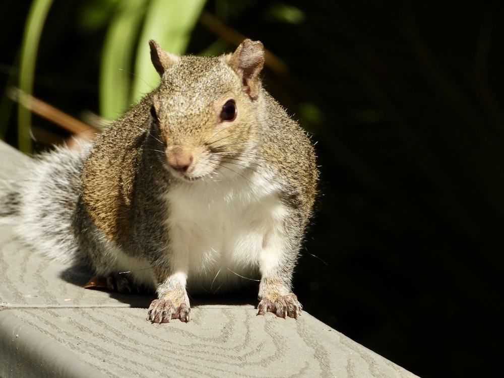 a small squirrel sitting on top of a wooden bench