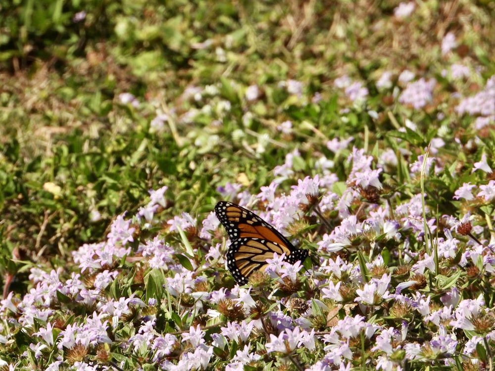 un papillon monarque assis sur un champ de fleurs violettes