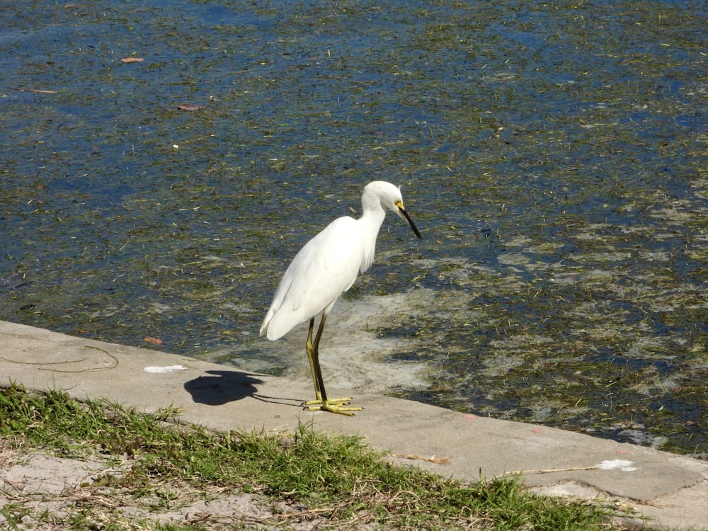 a white bird standing on a sidewalk next to a body of water