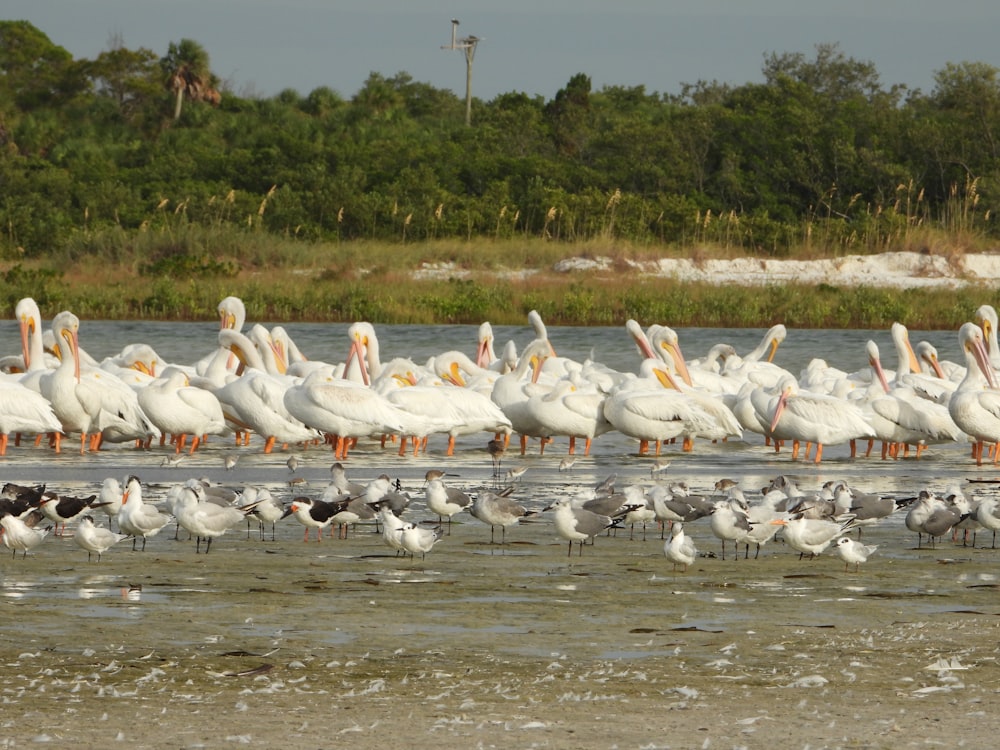 un gran grupo de pájaros parados en el agua