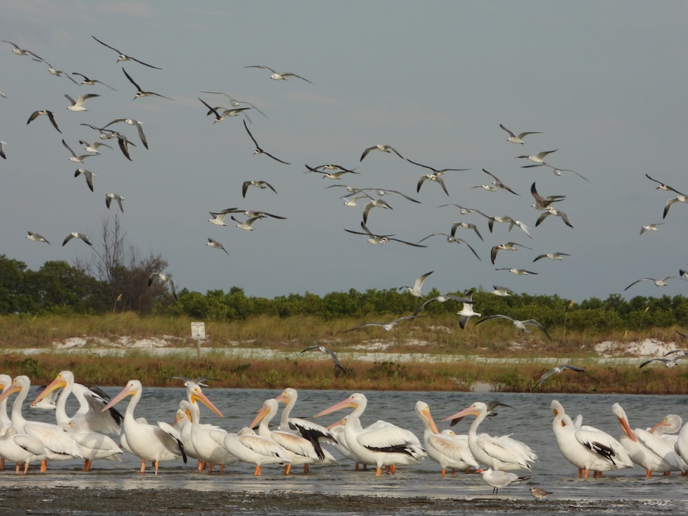 a flock of pelicans are standing in the water