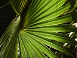 a close up of a green palm tree