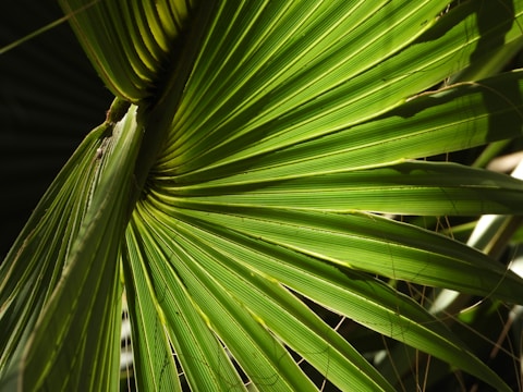 a close up of a green palm tree