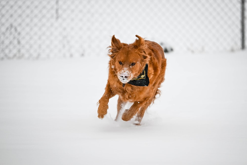 a dog running in the snow wearing a collar