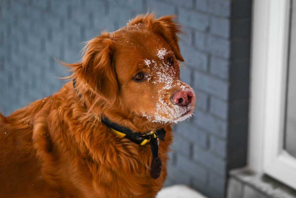 a brown dog standing next to a window covered in snow