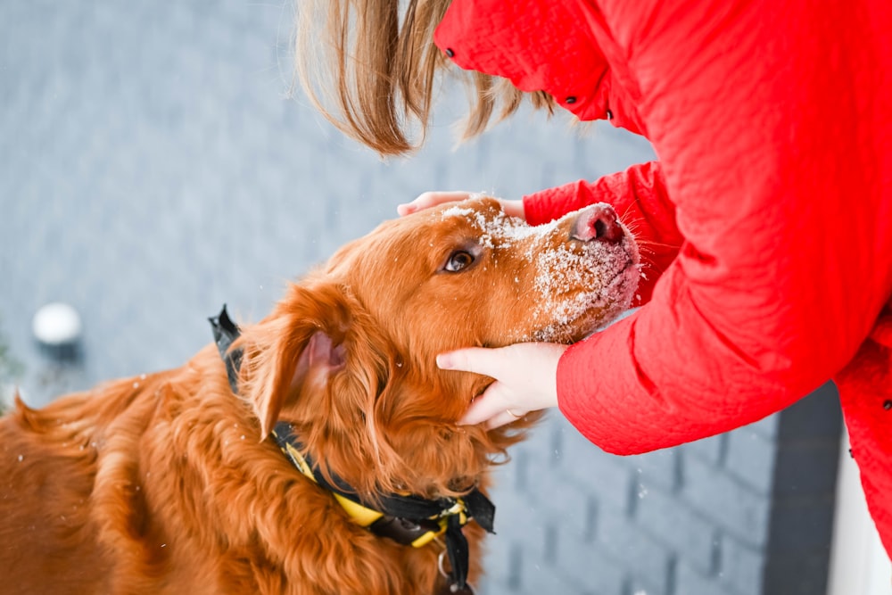 a woman feeding a dog a piece of cake