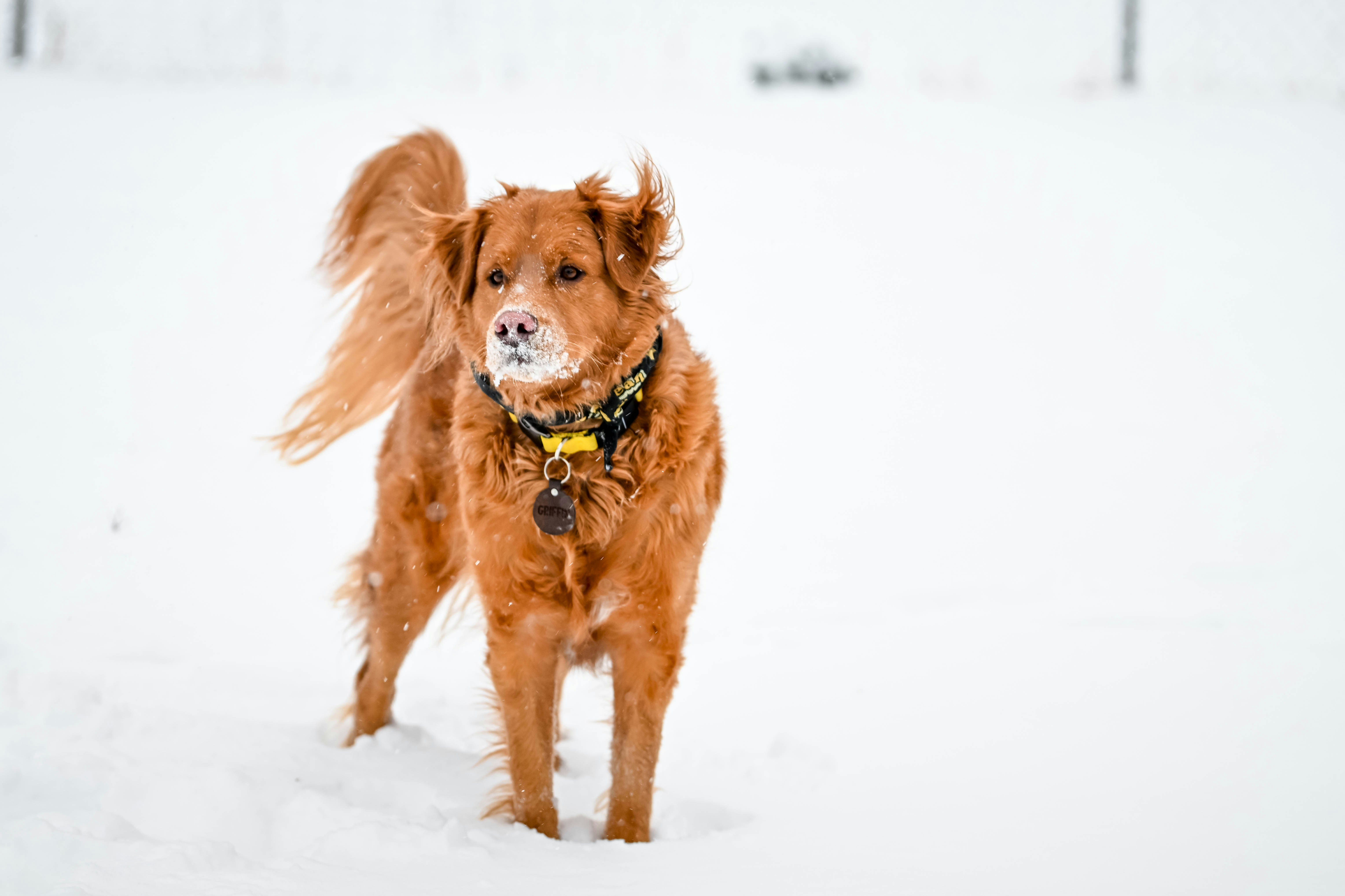 a brown dog standing in the snow with its mouth open