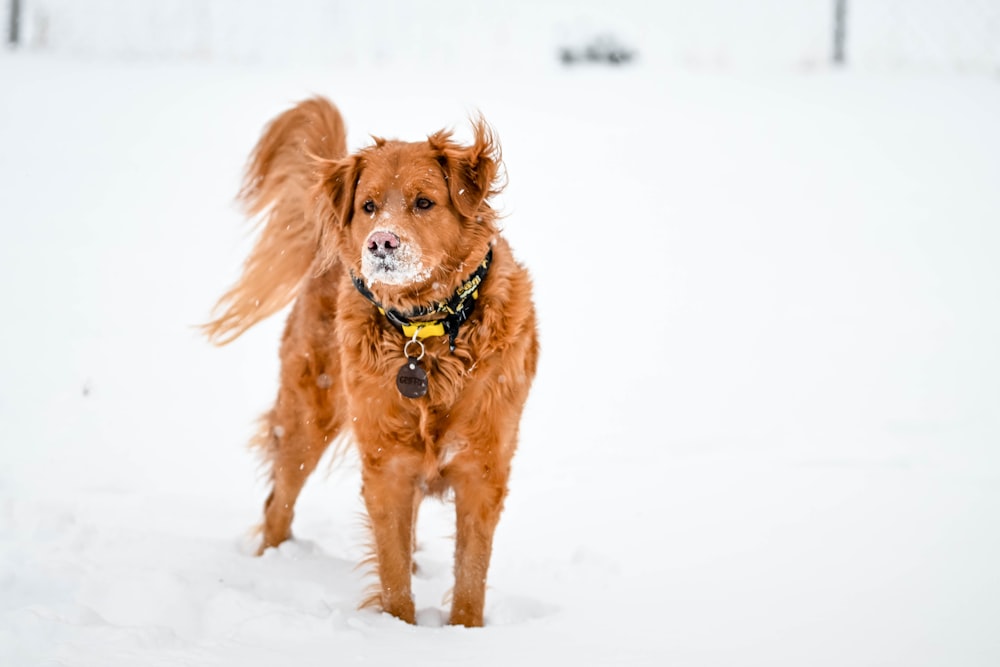 a brown dog standing in the snow with its mouth open