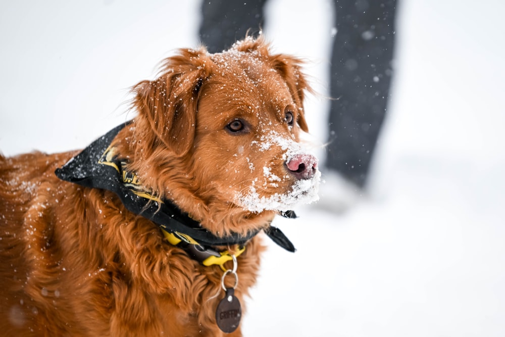 a brown dog standing on top of snow covered ground