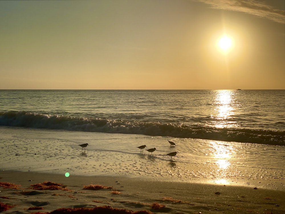 a group of birds standing on top of a sandy beach