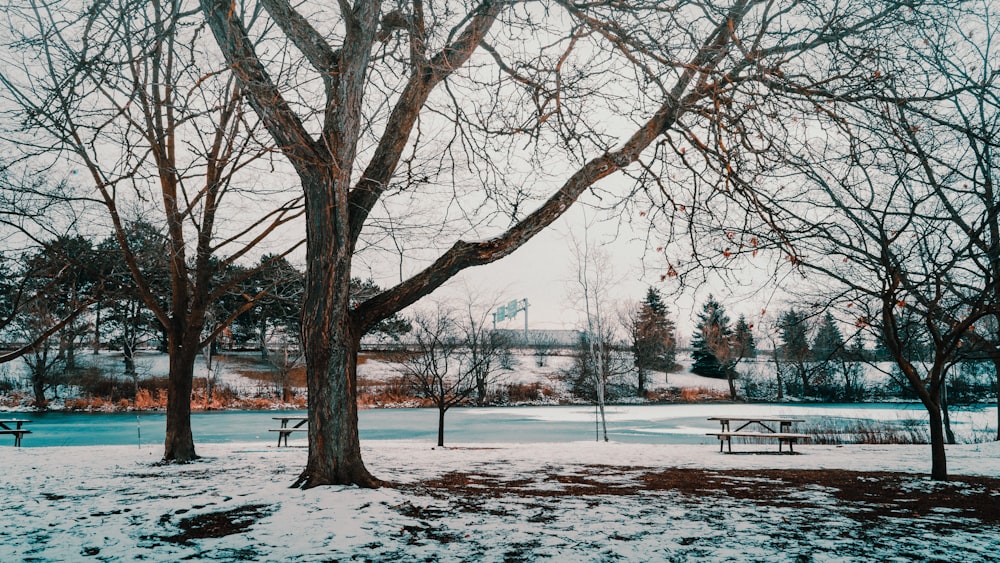 a snow covered park with a bench and trees