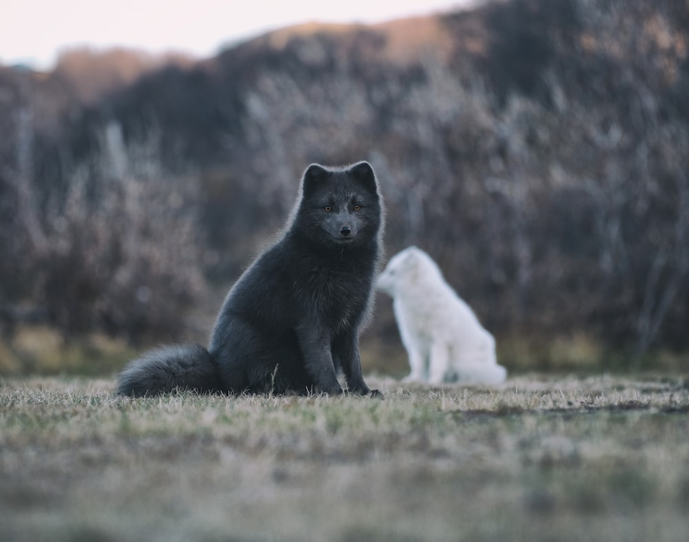 two black and white dogs sitting in a field