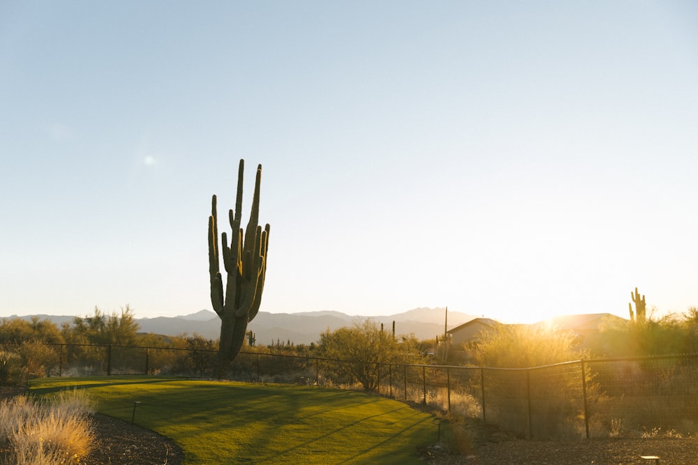 a large cactus in the middle of a field