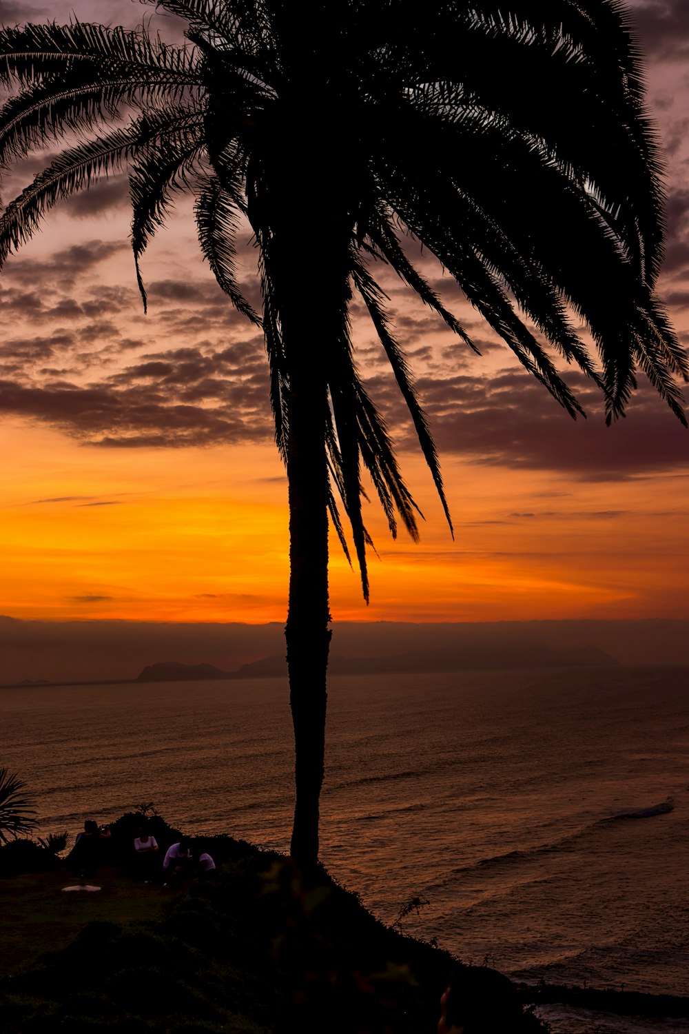 a palm tree is silhouetted against a sunset over the ocean