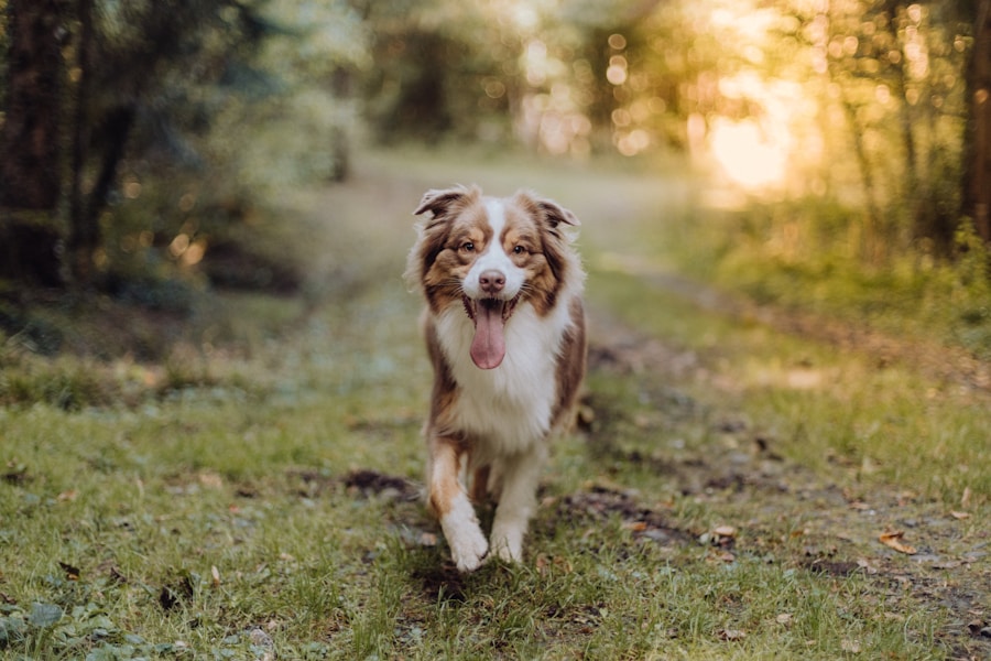 Puppy vs Rescue Dog: Which Is Right for You?