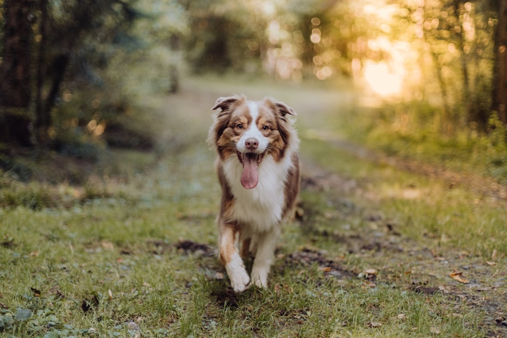 a brown and white dog walking down a dirt road