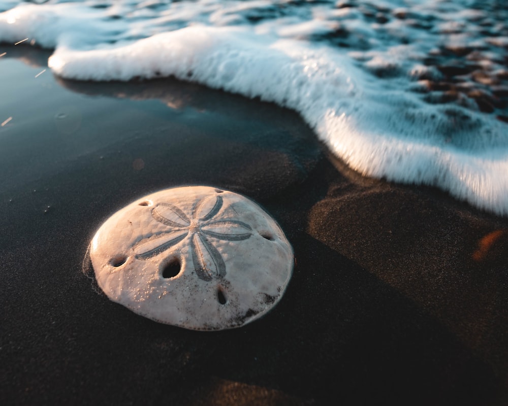 a sand dollar sitting on top of a sandy beach