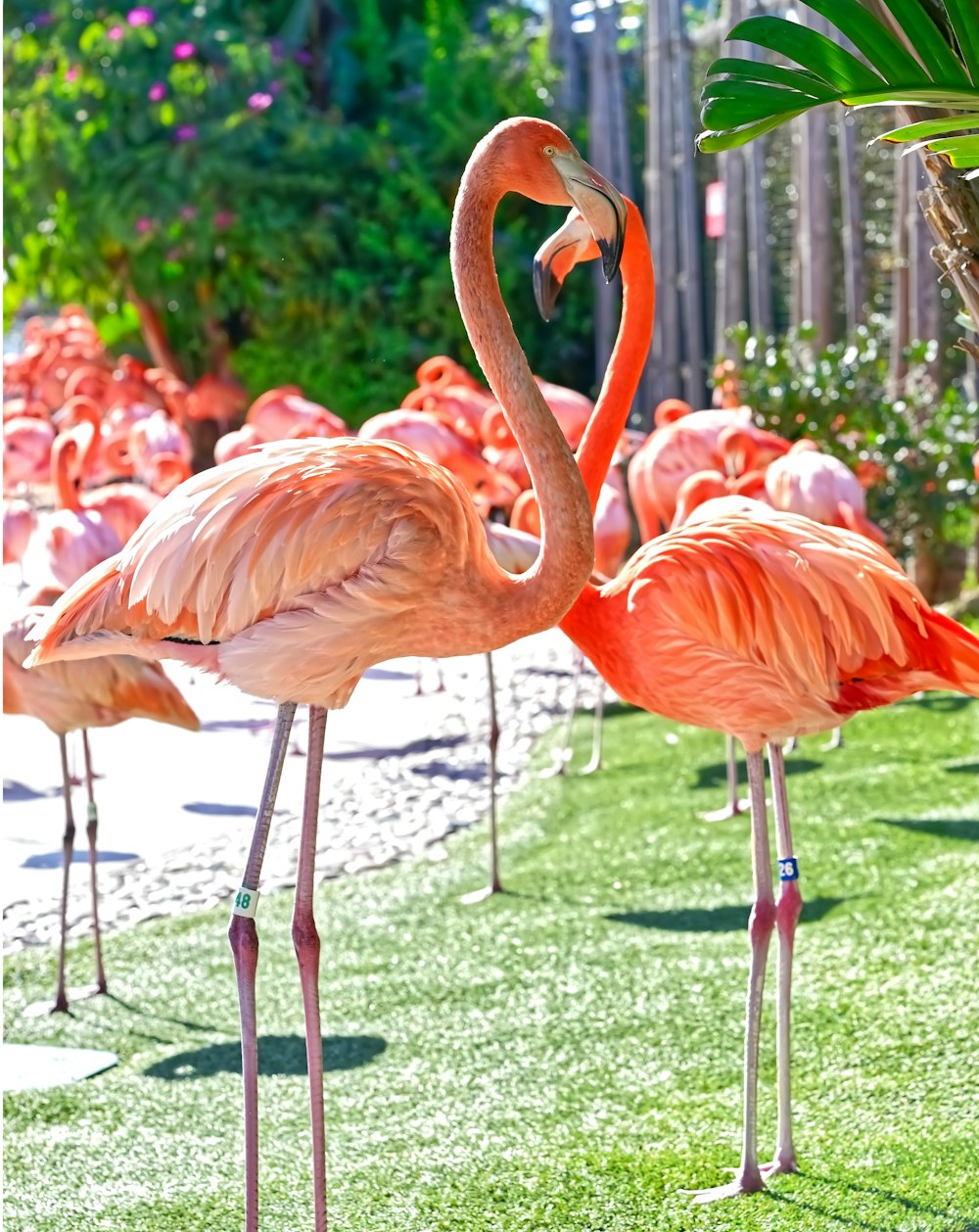 a group of flamingos standing on top of a lush green field