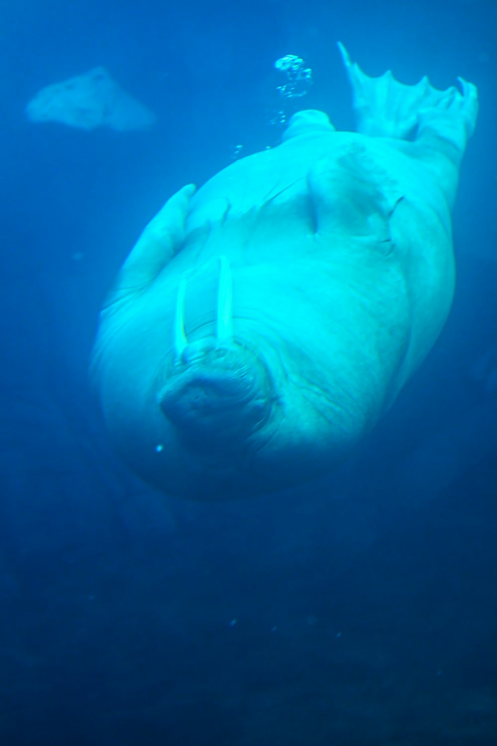 a large white animal floating in the water