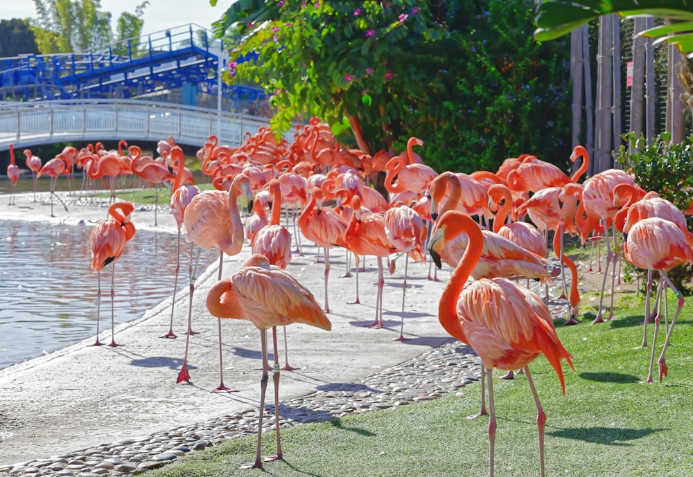 a group of flamingos standing around in the grass