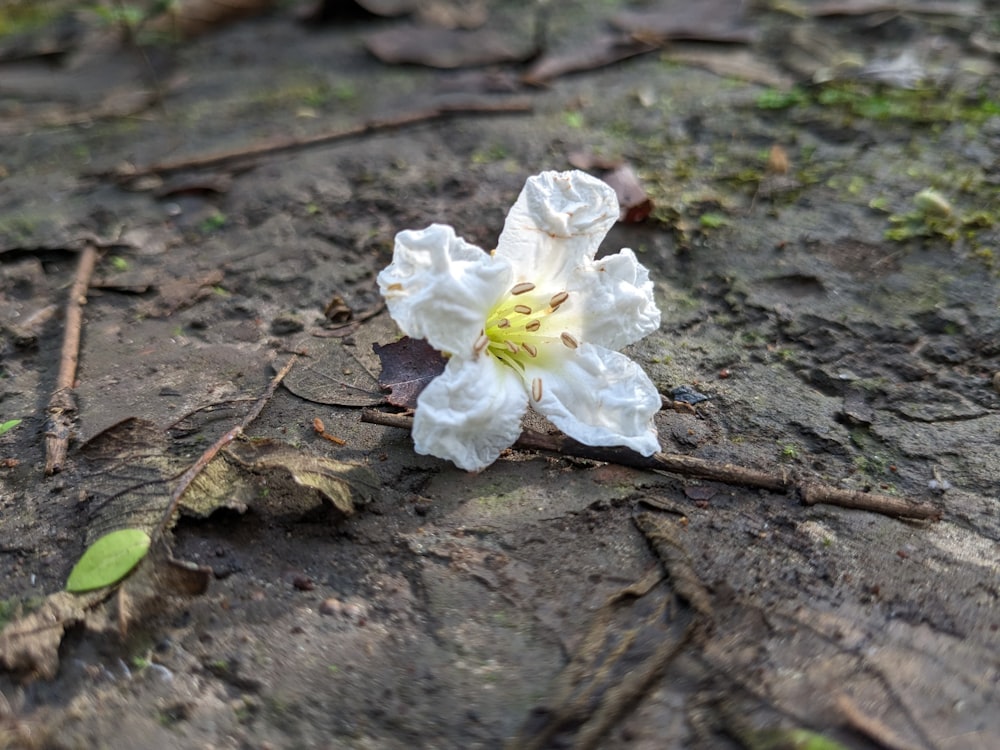 a white flower sitting on top of a tree stump