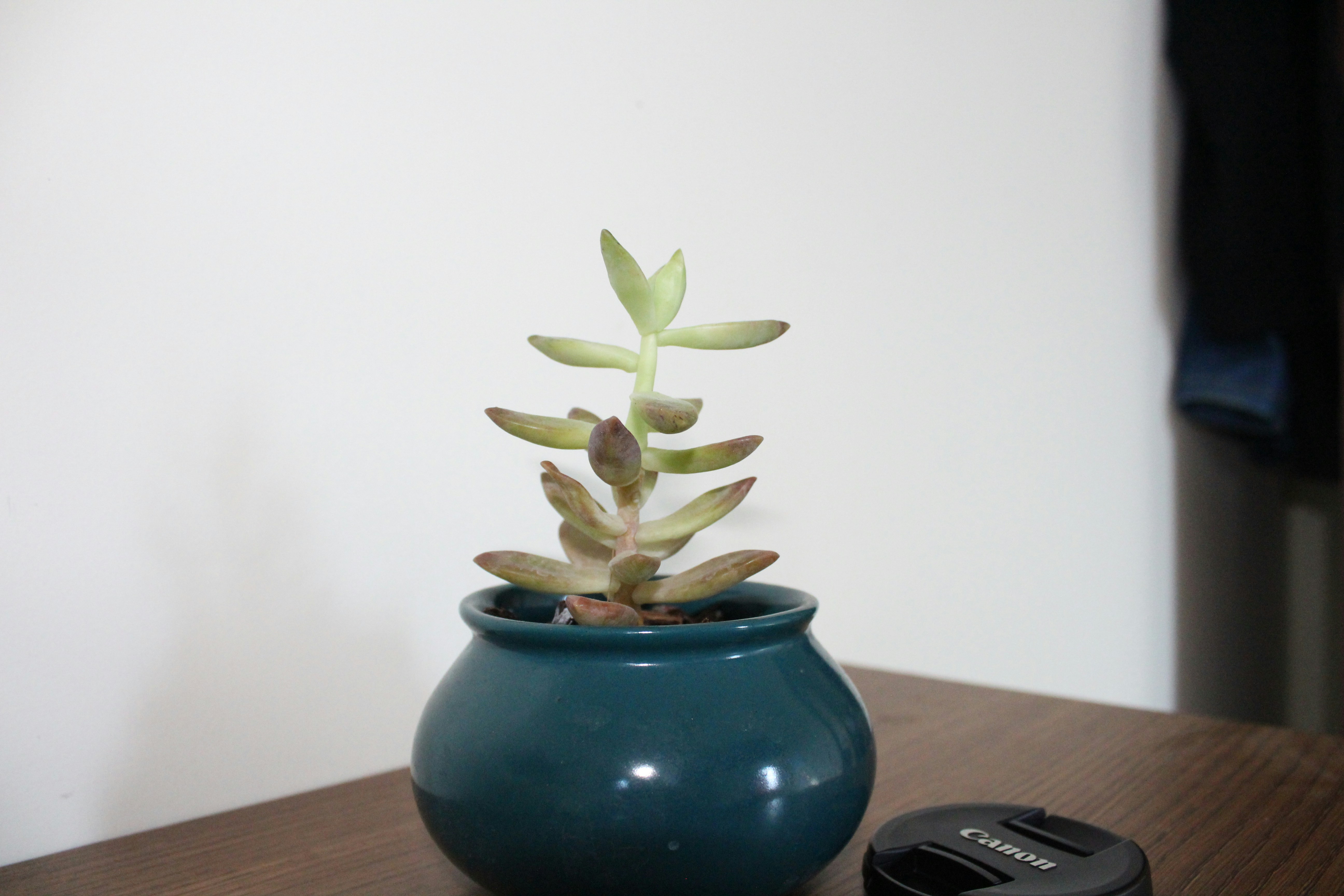 Photo by photogitthi