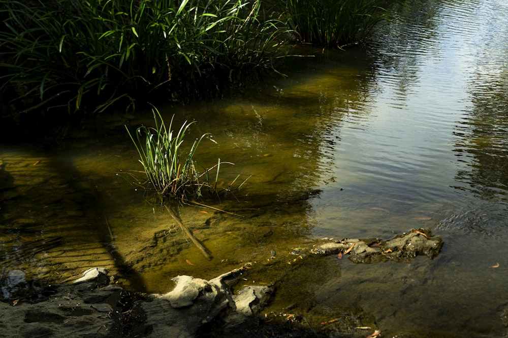 a body of water surrounded by grass and rocks