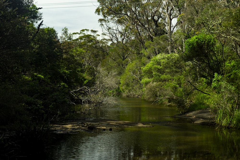 a river running through a lush green forest