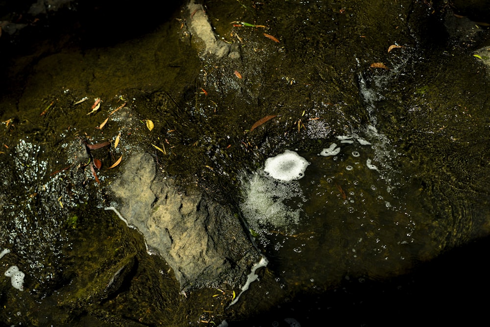 a close up of a rock with water on it