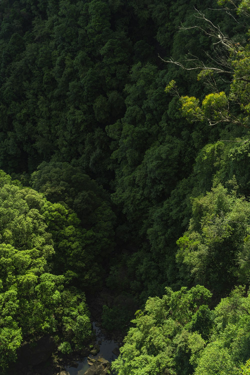 a river running through a lush green forest