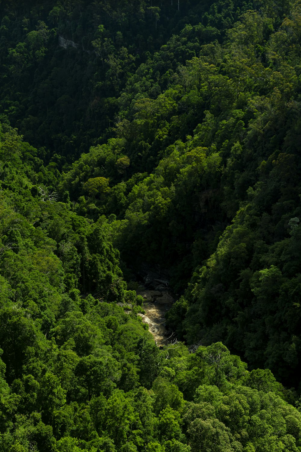 a lush green forest filled with lots of trees