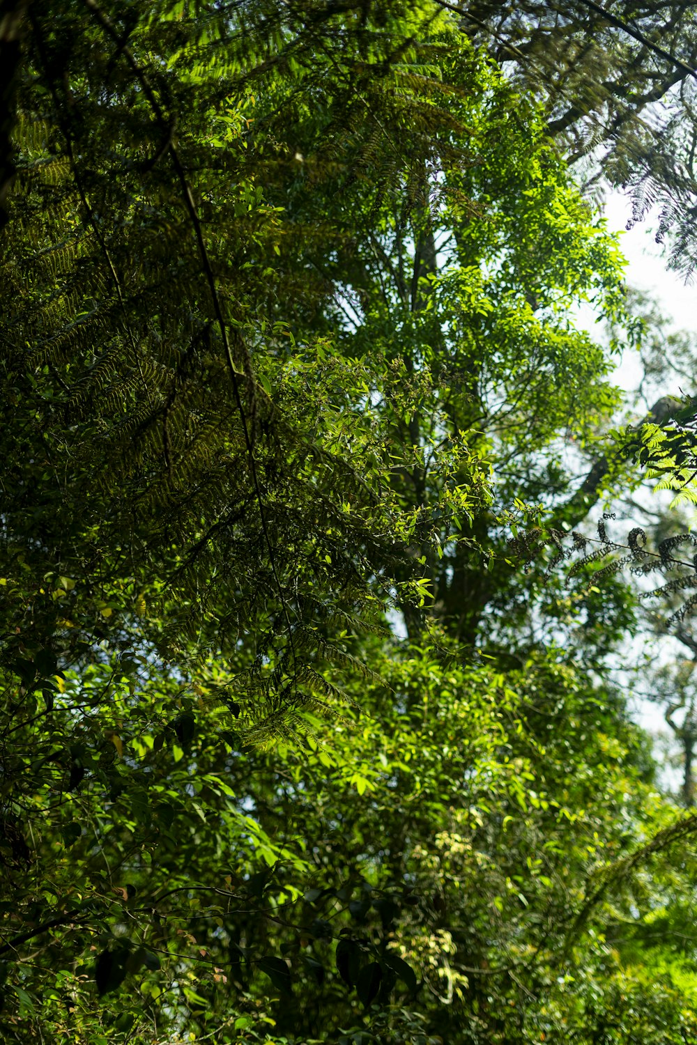 a giraffe standing in the middle of a forest