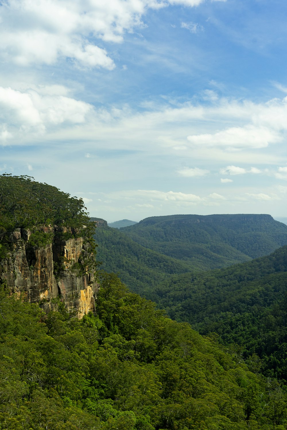 a scenic view of a lush green forest