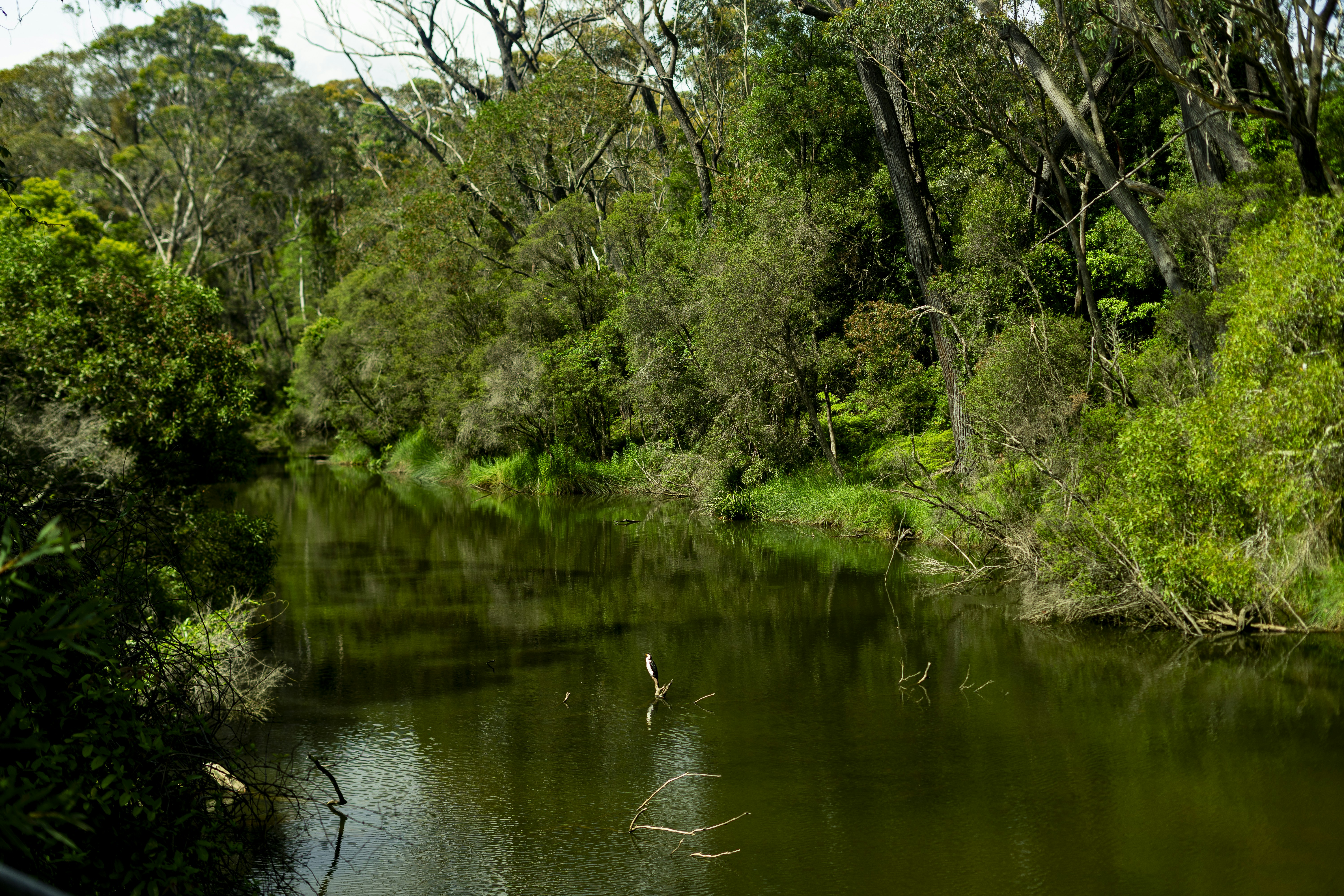 Coastal Wetland