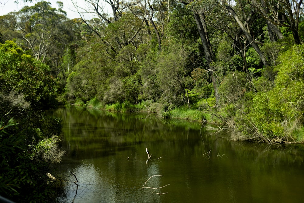 a body of water surrounded by trees and bushes