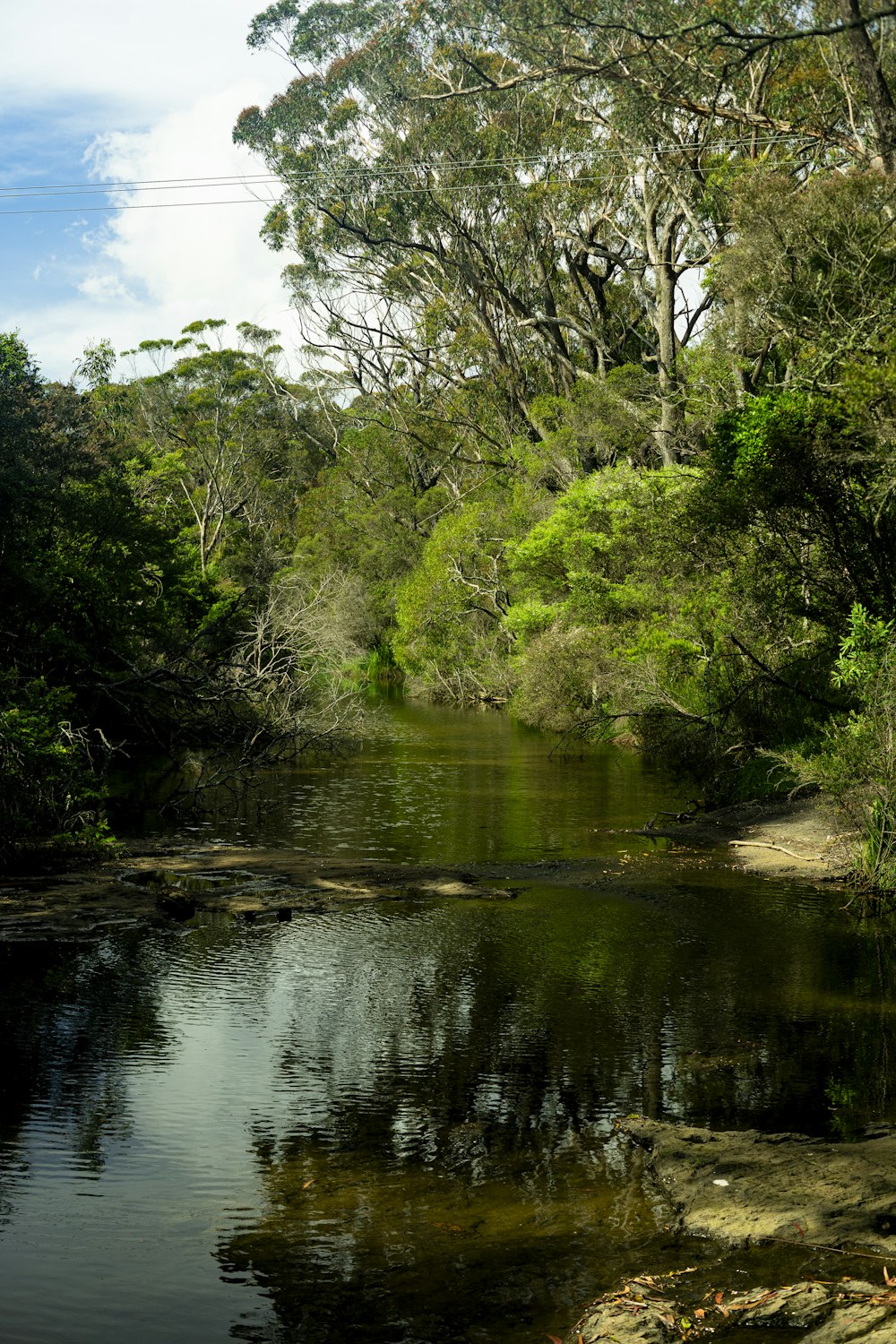 a body of water surrounded by trees and rocks