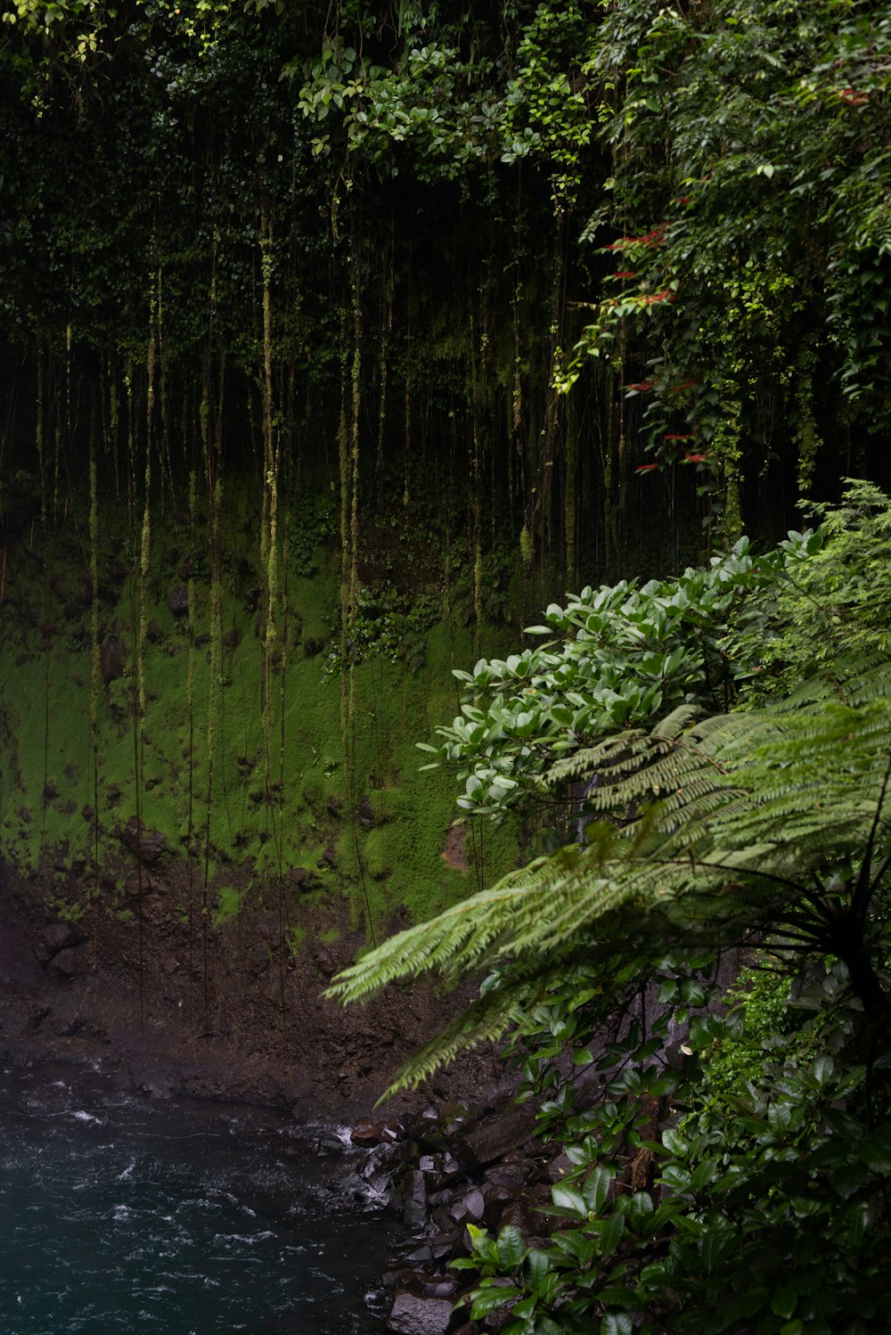 a waterfall in the middle of a lush green forest