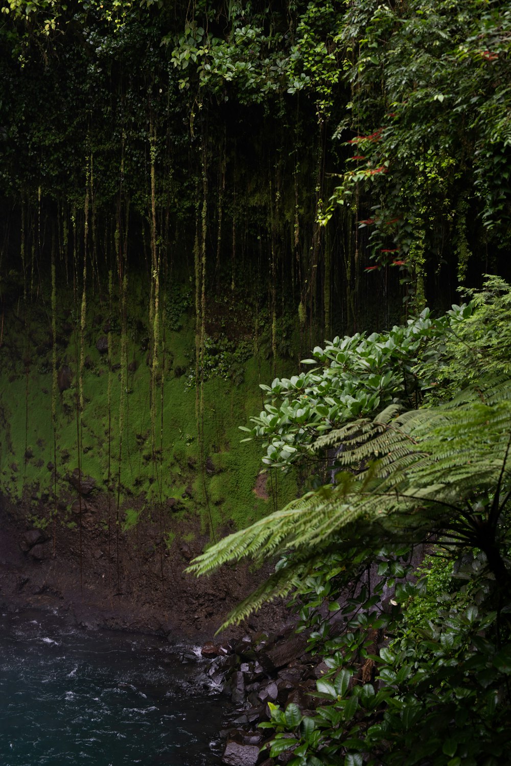 una cascada en medio de un frondoso bosque verde