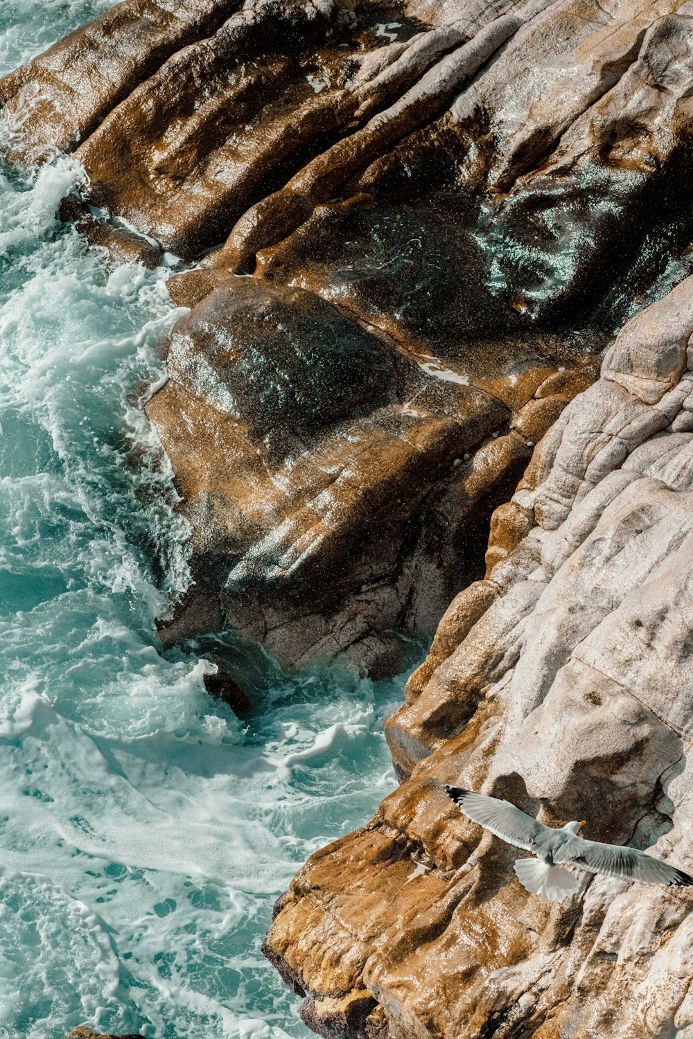 a bird sitting on a rock next to the ocean