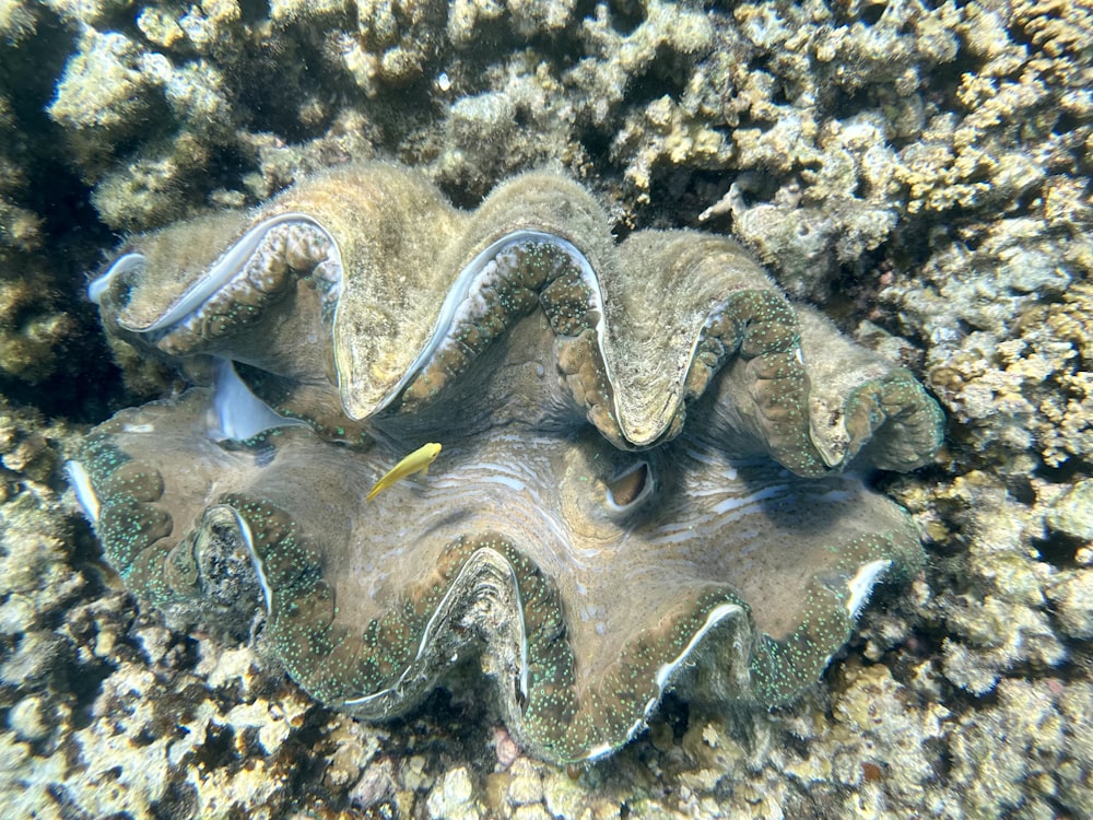 a close up of a sea anemone on a coral