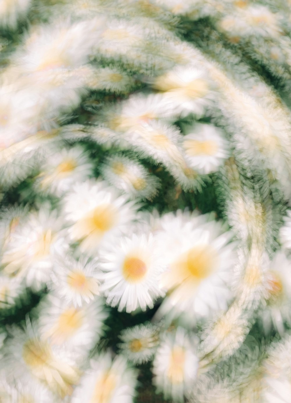 a close up of a bunch of white flowers