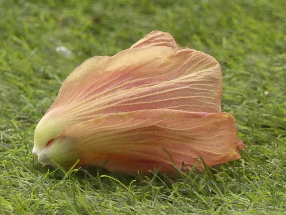 a flower that is laying in the grass