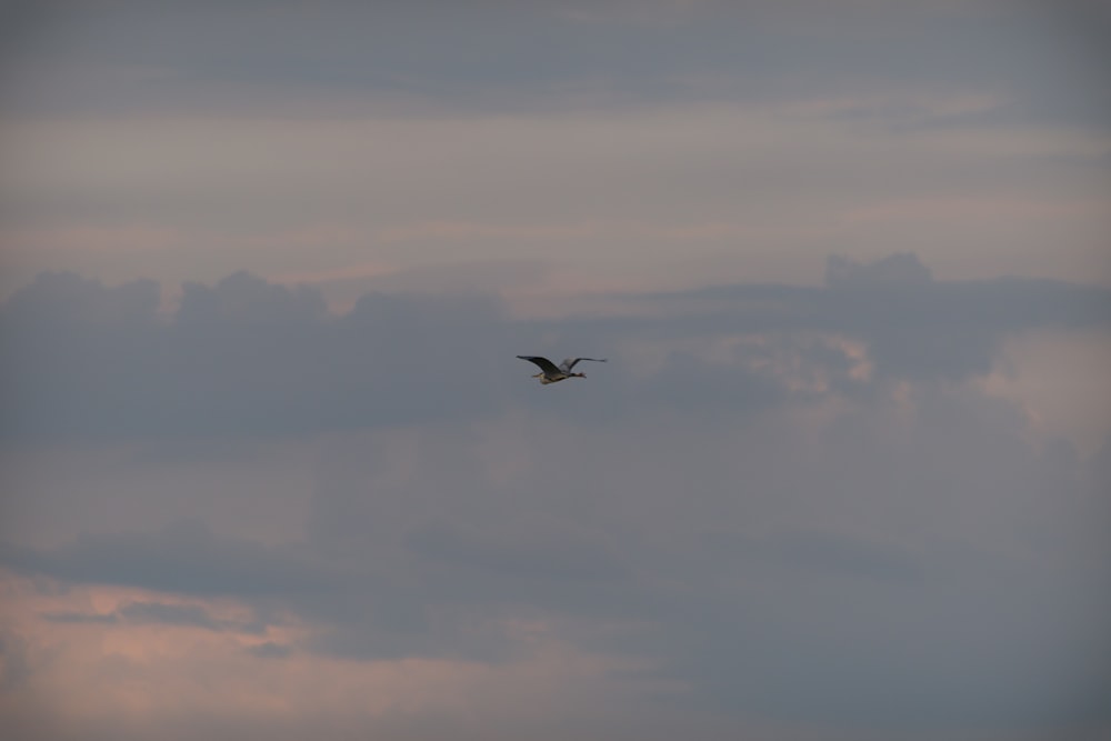 a large bird flying through a cloudy sky